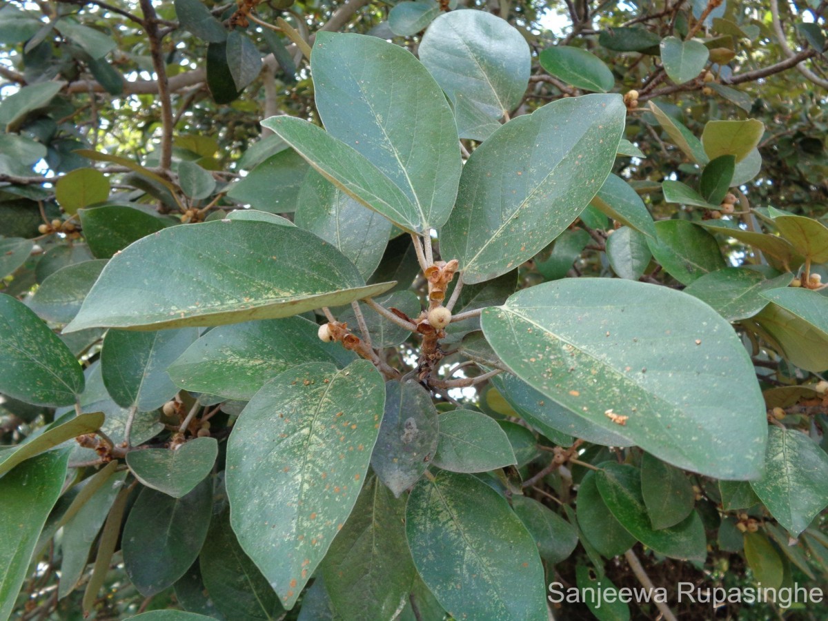 Ficus mollis Vahl